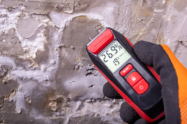 Best Basement Mold Remediation in Woodbury, MN