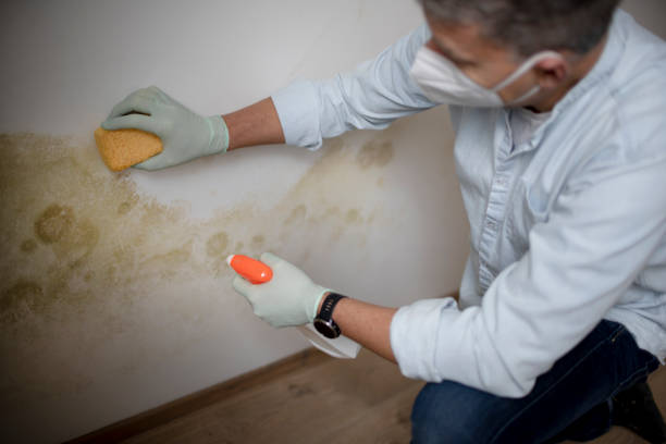 Best Attic Mold Remediation in Woodbury, MN