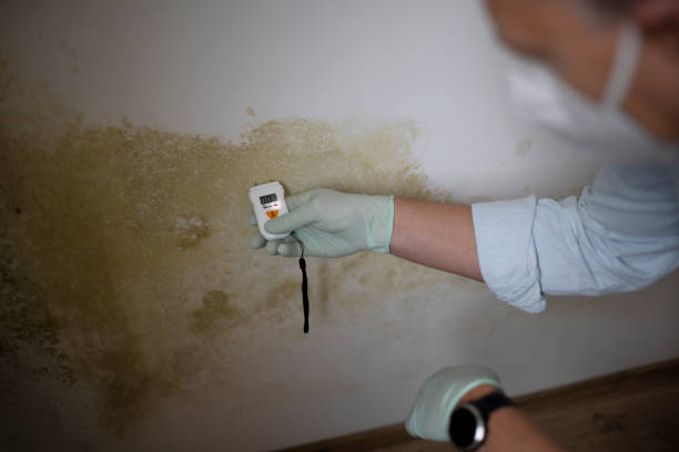 Best White Mold Remediation in Woodbury, MN