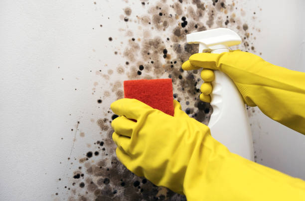 Best Crawl Space Mold Remediation in Woodbury, MN